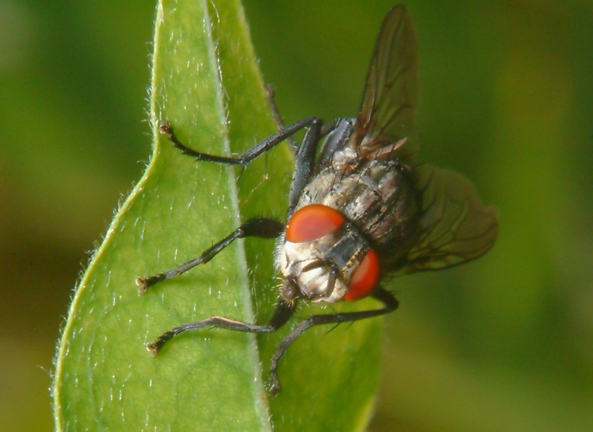 mosca
